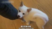 人狗国产小视频在线观看,温馨瞬间在线共享
